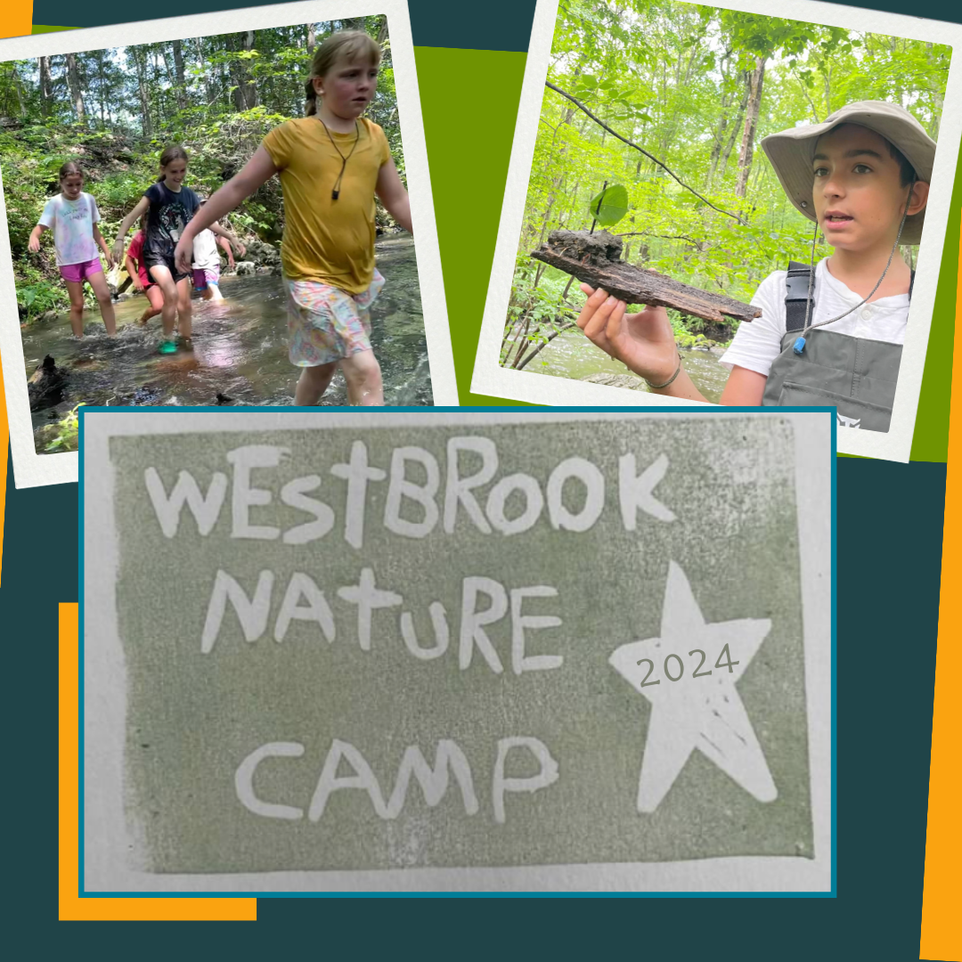 Westbrook Nature Camp 2024 (3)
